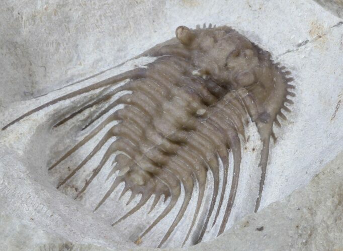 Spiny Kettneraspis Trilobite - Oklahoma #36146
